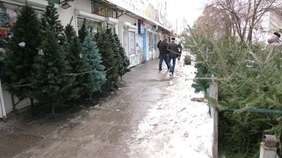Продаж ялинок у Львові