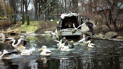 Київських пеліканів випустили на відкриту водойму Київських пеліканів випустили на відкриту водойму