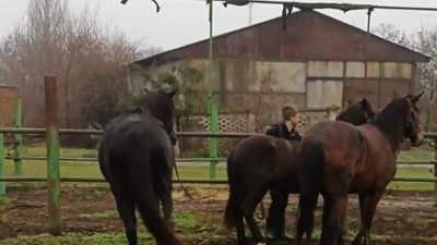 На Херсонщині врятували коней від обстрілів РФ