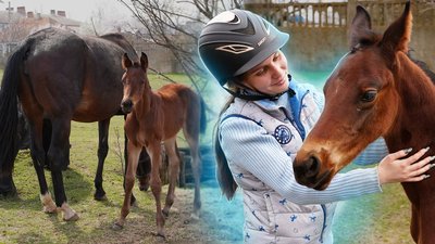"Одразу тягнуться до людини": у Миколаєві народилися 13 лошат від кобил, яких раніше вивезли з-під обстрілів