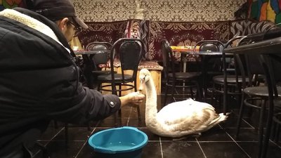 Лебеді і морози. Як пернатих рятують від холоду у Запорізькій області Лебеді і морози. Як пернатих рятують від холоду у Запорізькій області