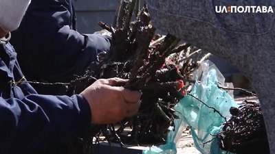 1000 троянд висадили у селищі на Полтавщині 1000 троянд висадили у селищі на Полтавщині