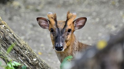 Мініатюрний азійський олень