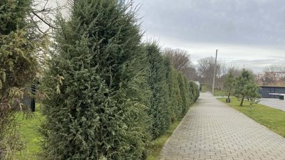 Новий рік, ялинка