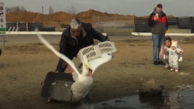 Лебідь, якого знайшли виснаженим на пляжі Одеси, повернувся в дику природу