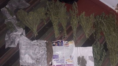 Миколаївські поліцейські на городі виявили 283 кущі коноплі Миколаївські поліцейські на городі виявили 283 кущі коноплі