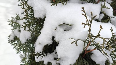 Дерево під снігом