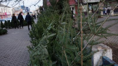 "Військовим роблять знижки". Де у Чернівцях купити ялинку: що продають та які ціни "Військовим роблять знижки". Де у Чернівцях купити ялинку: що продають та які ціни