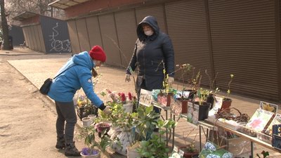 Ринок сажанців працює у Черкасах Ринок сажанців працює у Черкасах
