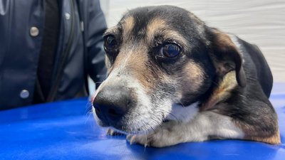 Після одужання Ельзі шукатимуть нових господарів Після одужання Ельзі шукатимуть нових господарів
