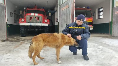 "Біжить з нами на кожен виїзд". Історія собаки пожежників із Львівщини