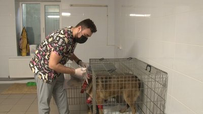 У селі на Черкащині безпритульний пес потрапив у капкан. Його прооперували У селі на Черкащині безпритульний пес потрапив у капкан. Його прооперували