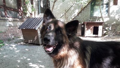 Сумські волонтери отримали гуманітарну допомогу для безпритульних тварин Сумські волонтери отримали гуманітарну допомогу для безпритульних тварин