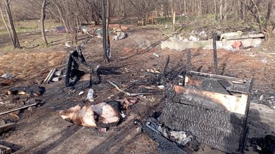 тварини, пожежа