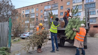Вдвічі менше ніж торік. У Кропивницькому збирають ялини та сосни після свят