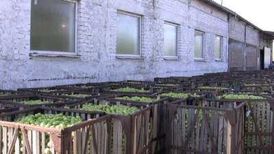 Як розвивається крафтове виробництво на Запоріжжі