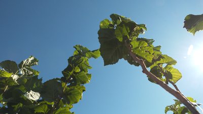 Вирощує 40 сортів фундука з різних країн світу. Сергій Кучугурний Вирощує 40 сортів фундука з різних країн світу. Сергій Кучугурний
