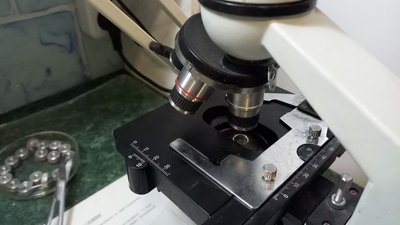 В Орлівщині зафіксували захворювання свиней на африканську чуму В Орлівщині зафіксували захворювання свиней на африканську чуму