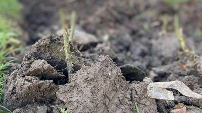12 тисяч тюльпанів та мускарів: на вінницьких клумбах висаджують квіти 12 тисяч тюльпанів та мускарів: на вінницьких клумбах висаджують квіти