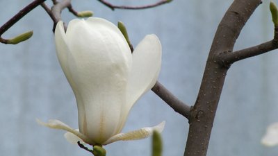 На фото магнолія, яка вперше розквітла у ботанічному саду На фото магнолія, яка вперше розквітла у ботанічному саду