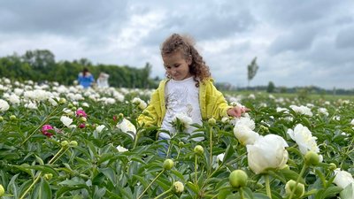 На полі півоній на Буковині за два дні зібрали 160 тис грн для армії
