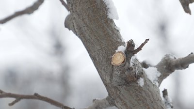 "Морозна погода не заважає, а навіть допомагає": на Вінниччині триває санітарна обрізка яблуневих садів "Морозна погода не заважає, а навіть допомагає": на Вінниччині триває санітарна обрізка яблуневих садів