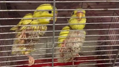 У Харкові викинули пів сотні хворих папуг. Їх прихистила волонтерка
