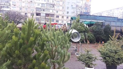У Кропивницькому поліцейські перевіряють наявність чіпів на ялинах у місцях торгівлі