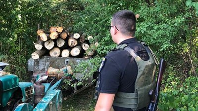 Понад мільйон гривень збитків: на Закарпатті виявили незаконну рубку дерев
