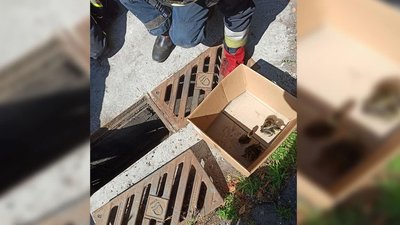 У центрі Дніпра рятувальники дістали з ливнівки п`ятьох каченят У центрі Дніпра рятувальники дістали з ливнівки п`ятьох каченят