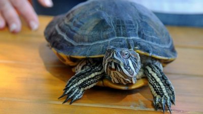 У Римі на 400 євро оштрафували жінку, яка вигулювала черепаху