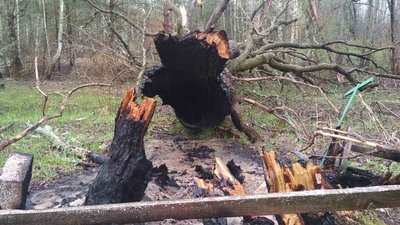 На Житомирщині російські війська спалили 600-річного дуба, котрий був пам'яткою природи На Житомирщині російські війська спалили 600-річного дуба, котрий був пам'яткою природи