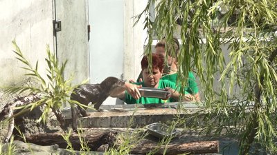 Купаються та їдять морозиво: як рятуються від спеки тварини в Черкаському зоопарку Купаються та їдять морозиво: як рятуються від спеки тварини в Черкаському зоопарку