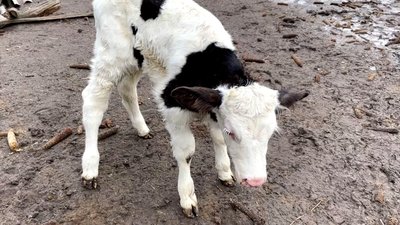 "Худоба боїться не холоду, а голоду": як подружжя з Ічнянщини вирощує корів "Худоба боїться не холоду, а голоду": як подружжя з Ічнянщини вирощує корів