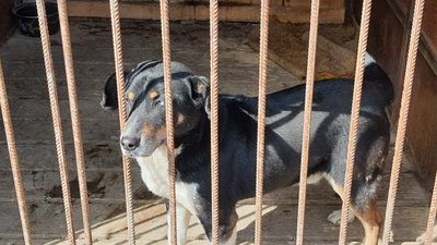 Понад 140 тварин евакуювали волонтери за час повномасштабного вторгнення Росії в Україну Понад 140 тварин евакуювали волонтери за час повномасштабного вторгнення Росії в Україну