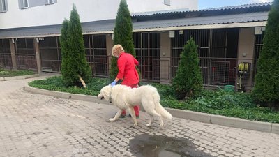 Собака Турбо Собака Турбо