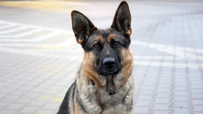 Прикордонник-кінолог з Волині започаткував династію службових собак Прикордонник-кінолог з Волині започаткував династію службових собак