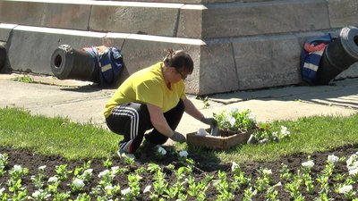 Висадки однорічних квітів в Корпусному парку