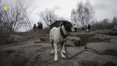 Як волонтери рятують тварин на звільненій Київщині