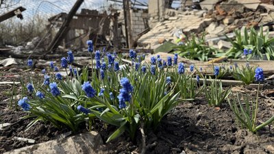 Гадюча цибулька - мускарі квітне на руїнах будинку у Донецькій області 11 квітня 2026 рік