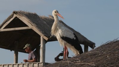 Звик до людей та не хоче відлітати. Історія лелеки Робінзона, який мешкає в нацпарку на Одещині