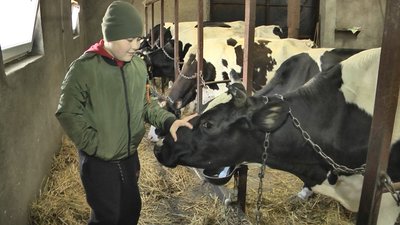 Село без пасовища: власники молочної ферми на Волині не мають де випасати корів Село без пасовища: власники молочної ферми на Волині не мають де випасати корів