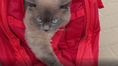 Тернополянка Ореста Дешева подорожує зі своїм котом Тернополянка Ореста Дешева подорожує зі своїм котом