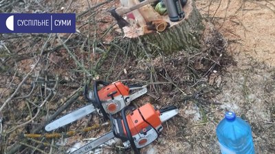 16 пеньків клену та ясену - на Сумщині затримали чоловіків, що рубали ліс 16 пеньків клену та ясену - на Сумщині затримали чоловіків, що рубали ліс