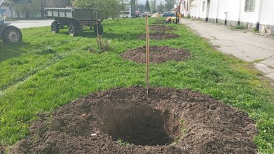 Клени, граби, ялівець: у Полтаві до кінця року висадять понад 200 дерев та 300 кущів Клени, граби, ялівець: у Полтаві до кінця року висадять понад 200 дерев та 300 кущів