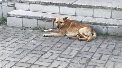 "Пес, якого отруїли, мучиться ще дві години" — бердичівлянин Сергій Михайленко