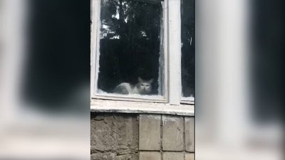 Місяць у квартирному полоні. У Франківську врятували кішку, у якої померла власниця Місяць у квартирному полоні. У Франківську врятували кішку, у якої померла власниця