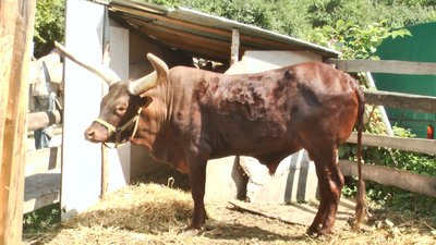 Як живуть евакуйовані тварини у Хмельницькому