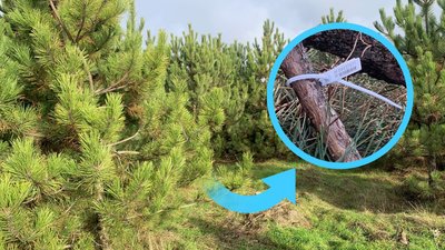 Новорічні ялинки на Миколаївщині