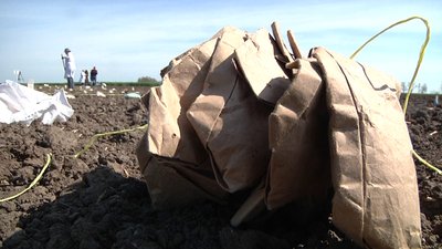 На Херсонщині намагаються відродити вирощування бавовнику